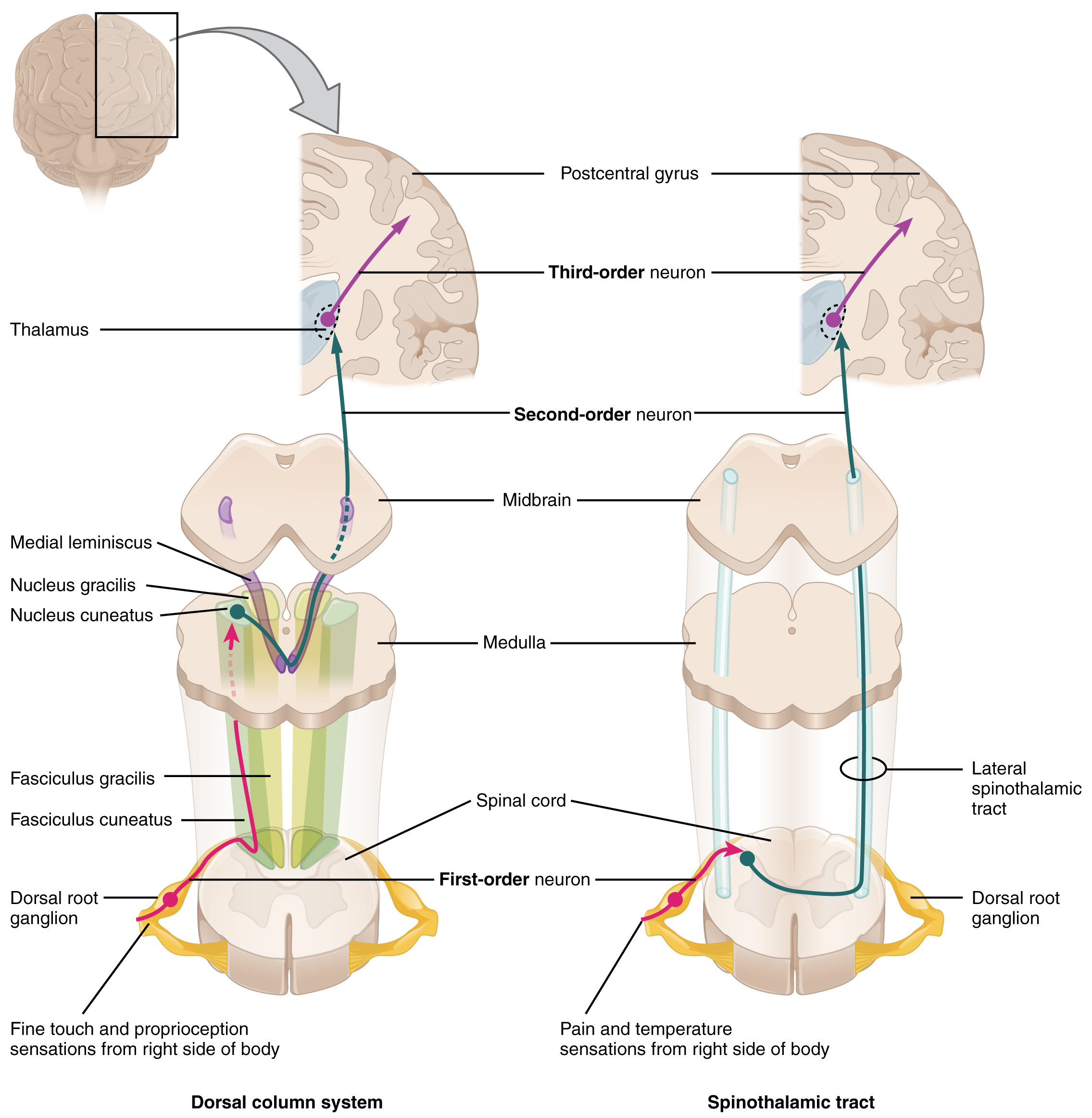 Organisation of ascending sensory pathways from the spinal cord to brain centres.