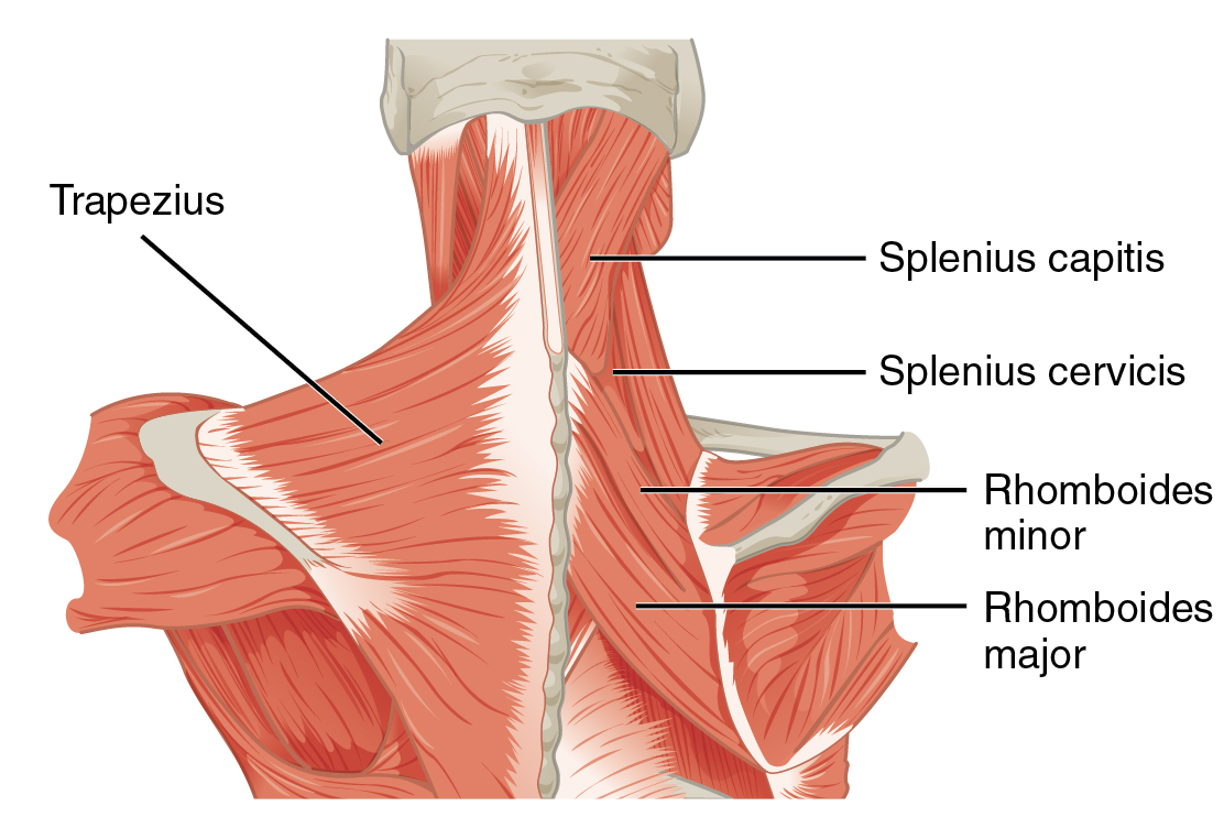 Neck and upper-back muscles involved in movement of the head and shoulder girdle.