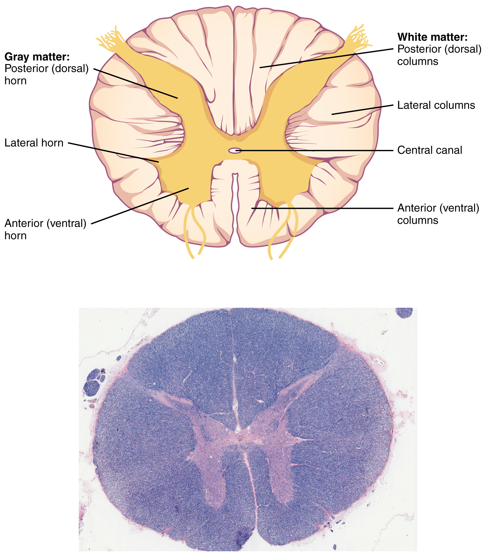 Cross-section of the spinal cord showing its major structures.