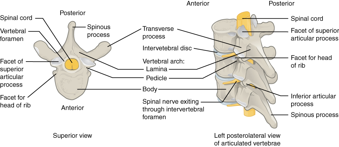 Bony landmarks of a vertebra and the arrangement of intervertebral articulations.